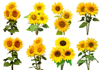 Sunflowers collection various bouquet isolated on white background. Sun symbol. Flowers yellow, agriculture. Seeds and oil. Flat lay, top view. Bio. Eco