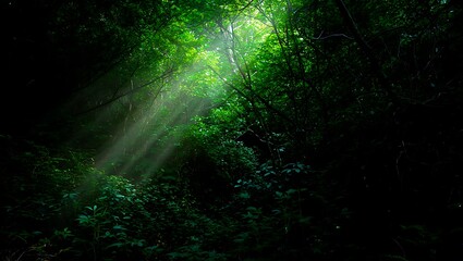 Naklejka premium Sunlight filtering through the lush green canopy of a dense forest creates a mystical and tranquil scene perfect for backgrounds