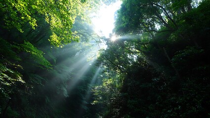 Sunlight Streaming Through Lush Green Forest Canopy Inspiring Natural Beauty and Serenity with Ethereal Light Rays