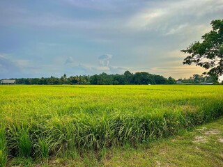 Green scenery of rice field with blue sky