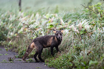 wild crossfox in the grass