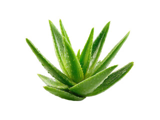 Fototapeta premium Vibrant green aloe vera plant with water droplets succulent, Png Transparent, Isolated on White