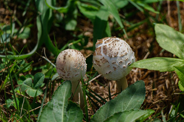 オオシロカラカサタケ01