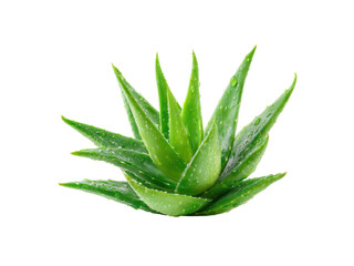 Fototapeta premium Lush green aloe vera plant with water droplets succulent, Png Transparent, Isolated on White