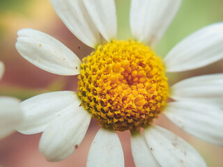 macro of daisy flower with details and blurred background