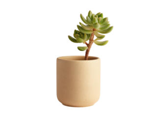 Beige pot holding green succulent plant clay, Png Transparent, Isolated on White