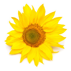 Fototapeta premium Sunflower head isolated on white background. Sun symbol. Flowers yellow, agriculture. Seeds and oil