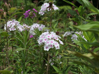 公園で咲いているクサキョウチクトウ