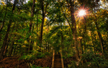 A view of sun rays shining through the forest and wooden steps leading up into the trees at Lake Wheeler Park in Raleigh, North Carolina USA.