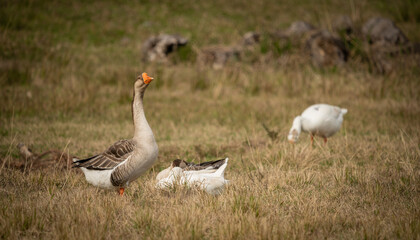 geese in the field