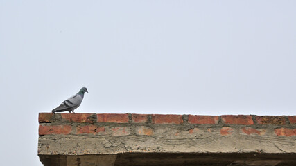 A pigeon (Columba livia) stands on the edge of a weathered brick wall.