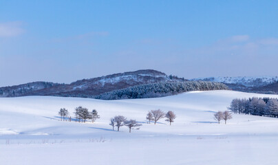 Snow-covered winter pastures and trees