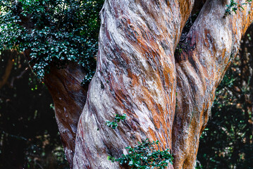 Myrtle forest, Bailoche, Nuequen, Patagonia, Argentina