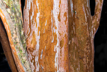 Myrtle forest, Bailoche, Nuequen, Patagonia, Argentina