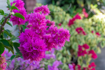 purple flowers in the garden. close-up of vibrant pink Bougainvillea flowers, likely a variety such as Bougainvillea glabra or Bougainvillea spectabilis, in full bloom.