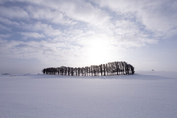 Trees lining a snowy field illuminated by sunlight