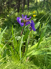 Siberian iris photo. Perennial forest flower with purple petals, green leaves, vertical stem. Wild plant blooms. Iris Sibirica growing in a meadow, field, garden. Wildflower, botanical picture