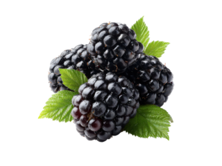 Ripe dark blackberries with green leaves on black background fruit purple, Png Transparent, Isolated on White