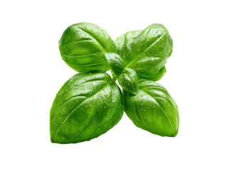 Fototapeta premium Fresh green basil leaves glistening with water droplets leaf herb, Png Transparent, Isolated on White