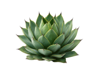Green succulent plant with sharp pointed leaves agave, Png Transparent, Isolated on White