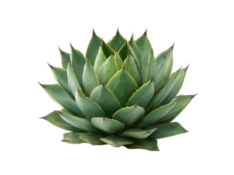 Green succulent plant with sharp pointed leaves agave, Png Transparent, Isolated on White