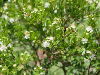 公園でマートルの花が咲いている