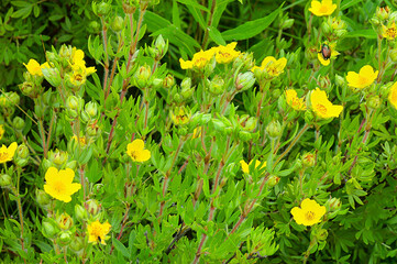 batch of yellow shrubby cinquefoil flowers