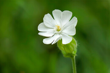 closeup of white campion wildflower