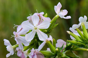closeup of soapwort flowers