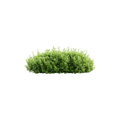 Green bushes isolated on white background