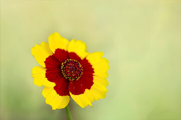 closeup of golden tickseed flower