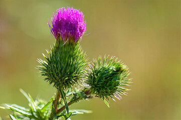 purple thistle flower