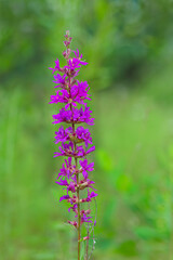 purple loosestrife against a green background
