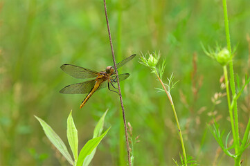 dragonfly on a stem