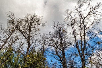 Obraz premium The Bonito River Waterfall, surrounded by forests and mountains, is a tourist attraction in Villa La Angostura, Argentina.