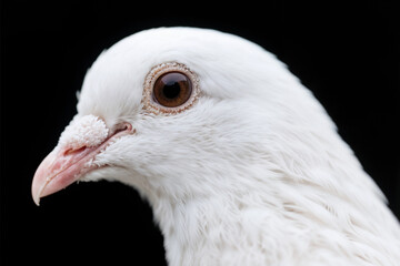 Obraz premium Majestic White Pigeon Head Profile Close-up Against Dark Background