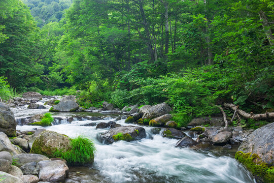 stream in the green forest
