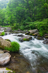 stream in the green forest