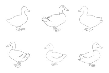 Duck Outline Illustrations Vector Pack for Wildlife Designs