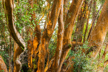 Myrtle forest, Bailoche, Nuequen, Patagonia, Argentina