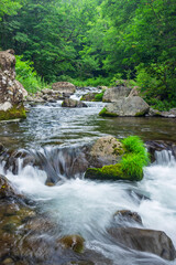 stream in the green forest