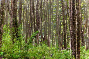 Obraz premium The Bonito River Waterfall, surrounded by forests and mountains, is a tourist attraction in Villa La Angostura, Argentina.