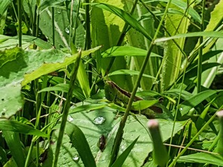 Obraz premium A vibrant green grasshopper perches on a leaf adorned with dew drops, surrounded by lush natural foliage.