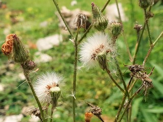 Close-up of fluffy white seed heads and spiky green buds of a wild plant against a soft green...