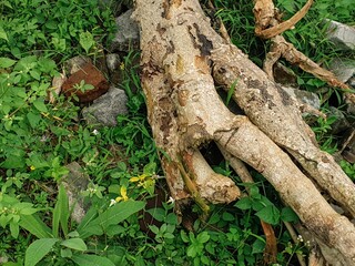 Decaying tree branches and roots lie amidst vibrant green undergrowth, showcasing natural textures and the cycle of life in a wild environment.
