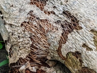 Close-up of the intricate, dried fibrous skeleton of a decaying plant, revealing its unique natural...