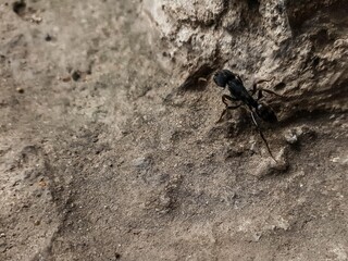 Close-up of a black insect on a textured concrete surface. The rough ground and small creature highlight detail and a natural, rugged environment.