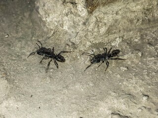 Two black ants explore a rough concrete surface, showcasing their intricate details and the texture of their environment in a high-angle view.