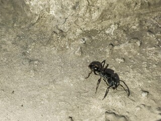 A close-up view of a black ant navigating a rough, textured concrete surface under natural light, casting a distinct shadow.