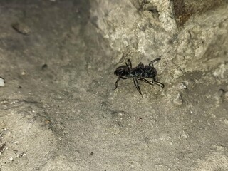 Black ant on rough concrete surface, captured from above.